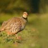 Orebice ruda - Alectoris rufa - Red-legged Partridge 2759